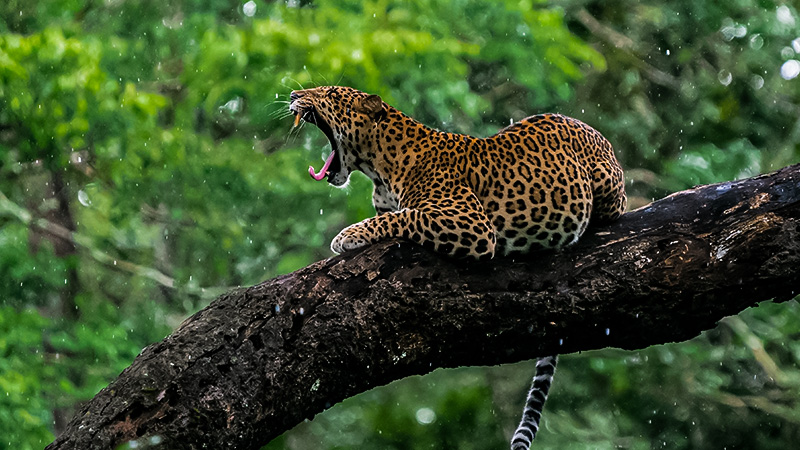 Kabini Jungle Safari